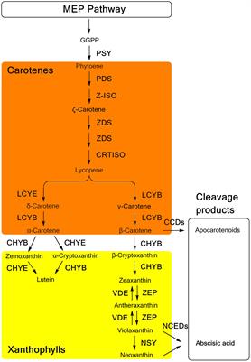 Carotenoid Accumulation and Its Contribution to Flower Coloration of Osmanthus fragrans